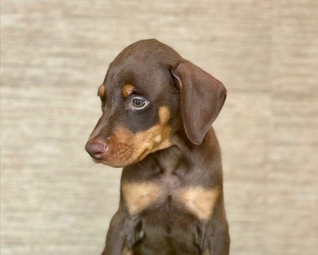 Buy Vaccinated  Boxer Puppy from Jaipur